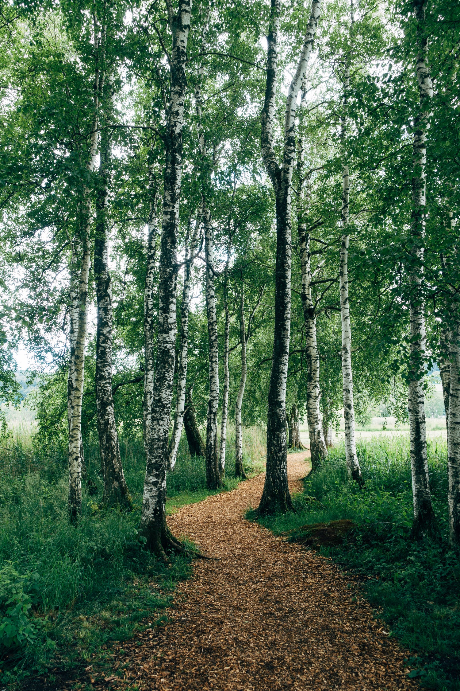 nature-walk-surrounded-by-birch-trees